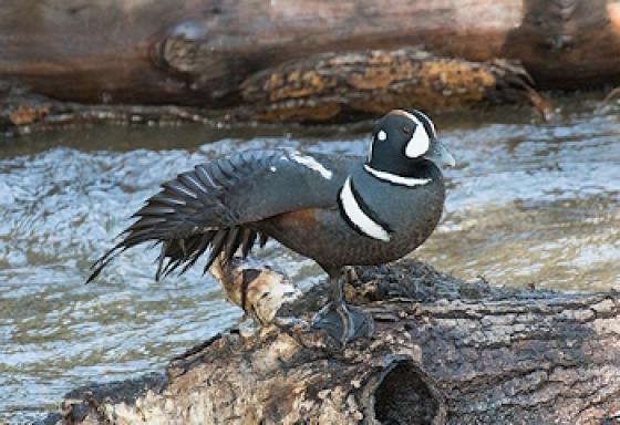 Harlequin duck 3262 pbauer
                    