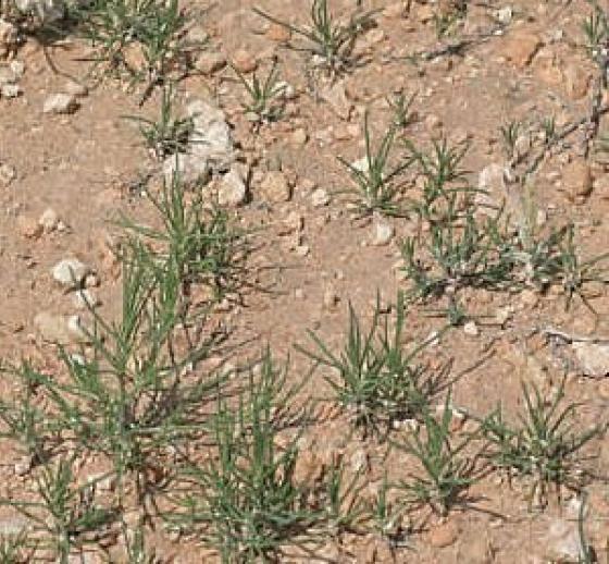 tumble weed Russian Thistle Size Small 10-12” Gold Texas Desert Tumbleweed 