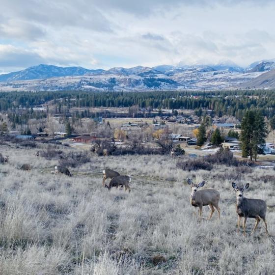 meadowlark deer
                    