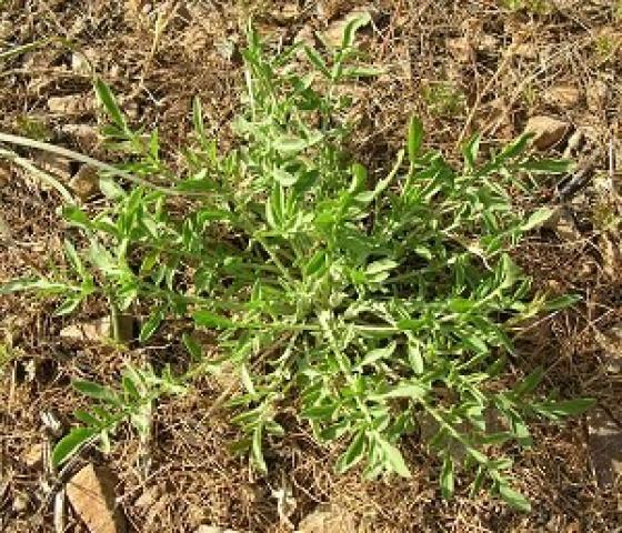 Weeds knapweed rosette1
                    
