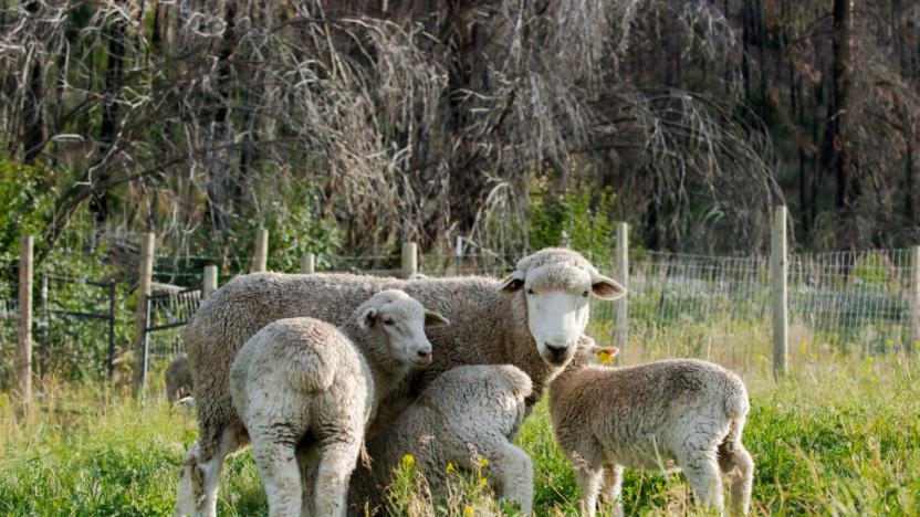 First Tuesday: In the Field w/ McFarland Creek Lamb Ranch