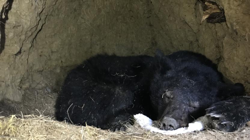 May First Tuesday: Black Bear Denning Ecology