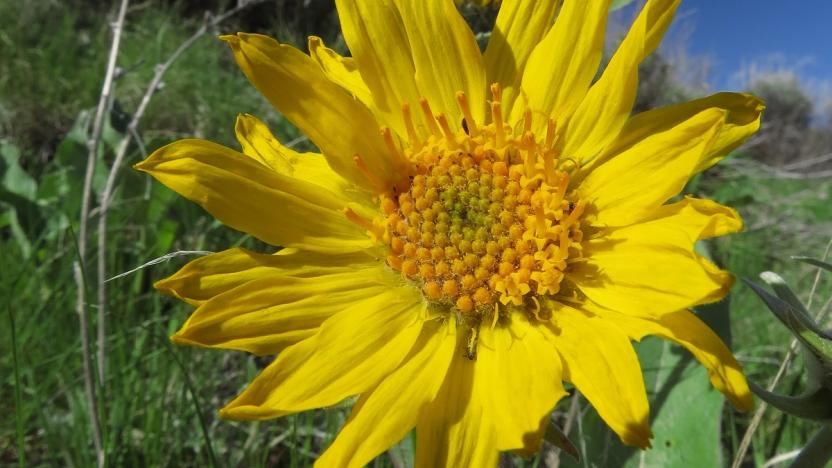 Did You Know:  A Few Facts About Arrowleaf Balsamroot