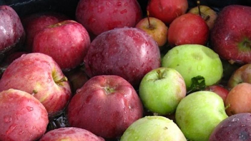 Did You Know? -- What an Apple Maggot Quarantine Means