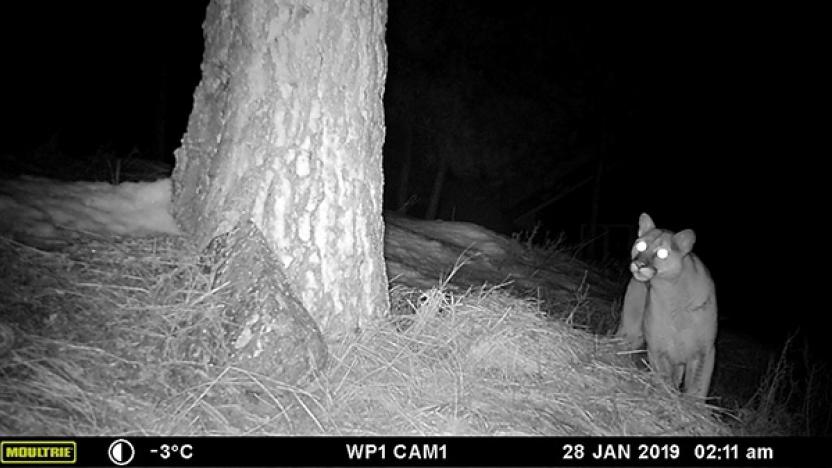 December Special Presentation: How Do Cougars Hunt Deer in Human-Dominated Landscapes