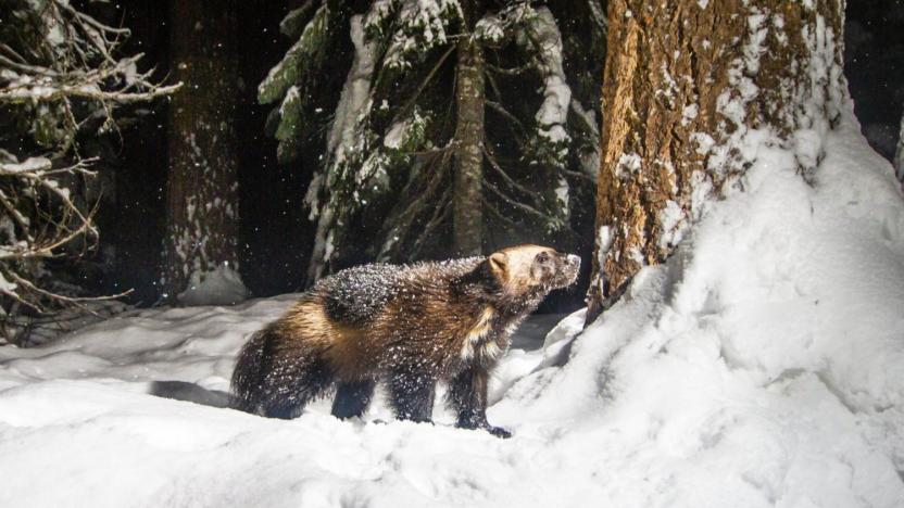 First Tuesday: Cascades Wolverine Project