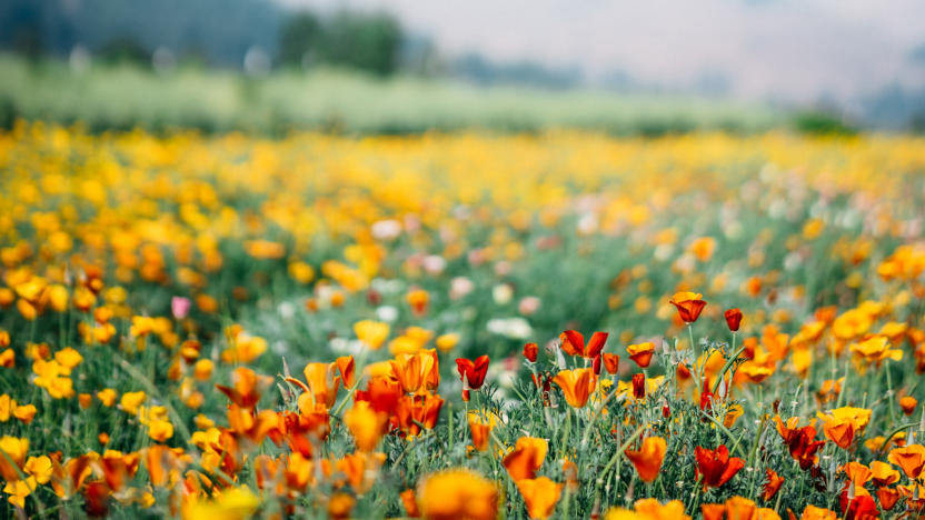 First Tuesday: In the Field at Twisp River Seed