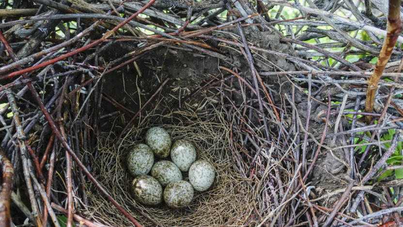 March First Tuesday: The Fascinating World of Bird Nests