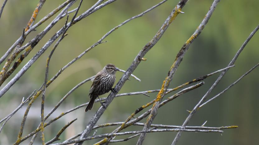 Birding with Naturalist Libby Mills