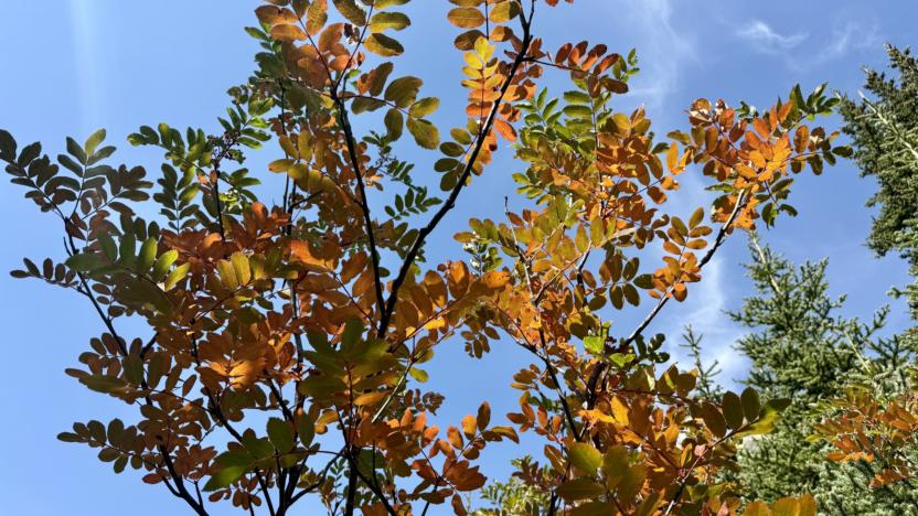 September 2026 Backyard Bulletin