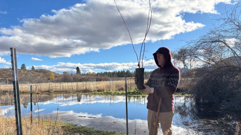 Sunny M Ranch – Spring Creek Wetland Restoration Maintenance