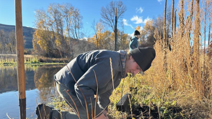 Sunny M Ranch - Spring Creek Wetland Restoration Maintenance