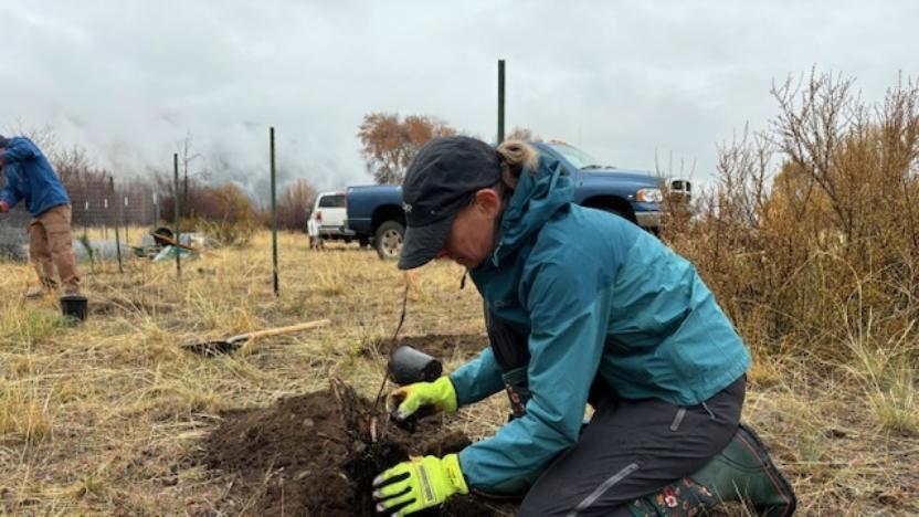 Sunny M - Spring Creek Wetlands Restoration Plantings Maintenance