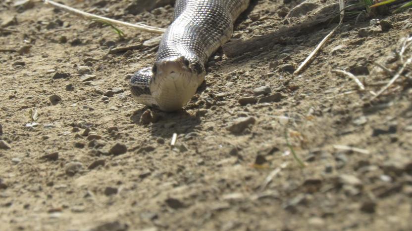 Fun Science Facts from our Conservation Biologist Julie Grialou