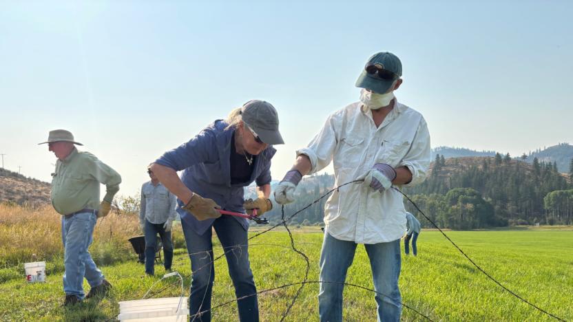 Sunny M Barbed Wire Removal