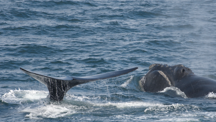 "First" Tuesday: North Pacific Right Whales with Jessica Crance