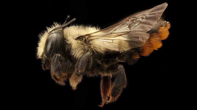 First Tuesday w/ Paige Embry, Author of Our Native Bees