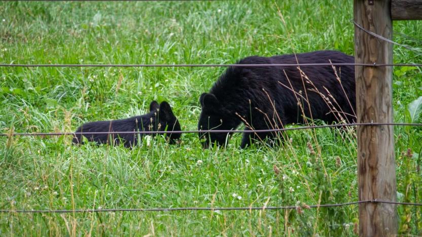 Black Bear Natural Foods - Community Science Project