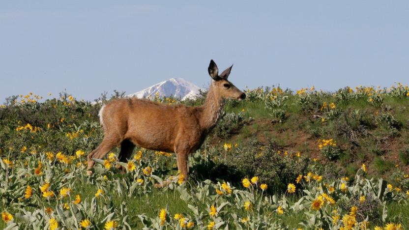 Mule Deer Ecology and Population Modeling