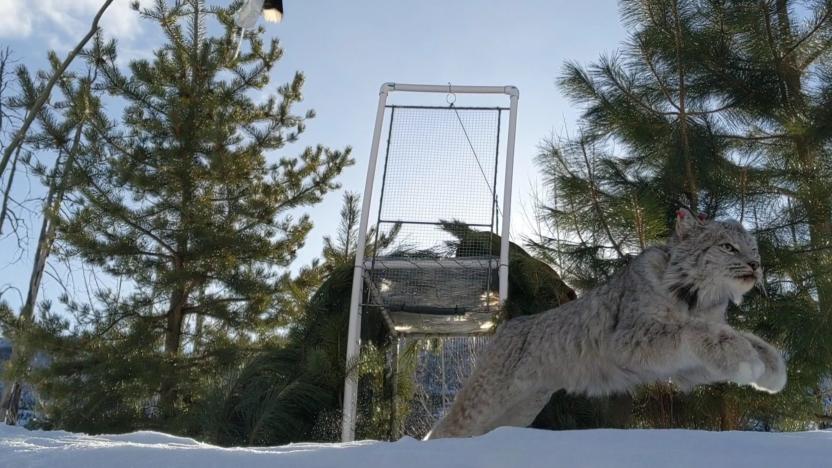 First Tuesday: Lynx and Wildfire in the Methow Valley