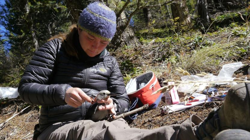 First Tuesday with Ornithologist Taza Schaming