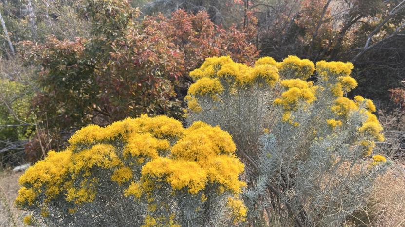 September 2025 Backyard Bulletin
