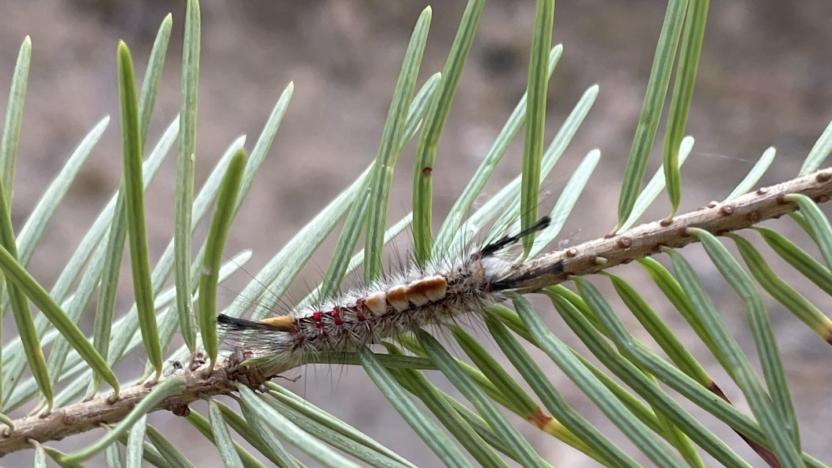 First Tuesday: Would you still love me if I was a worm…that ate trees?