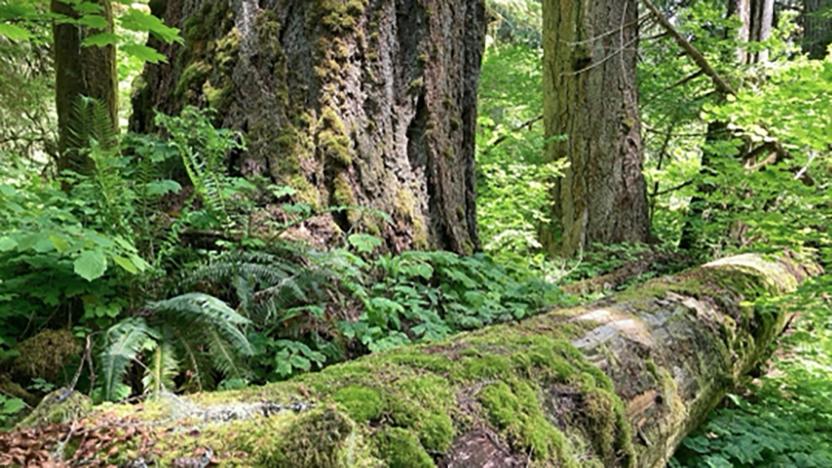 First Tuesday: The Trees are Speaking