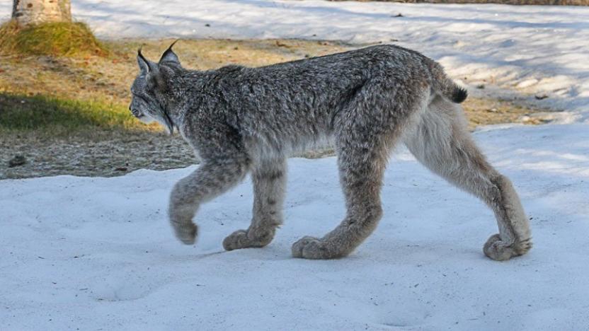 March First Tuesday: Endangered - The Status of Lynx in Washington State