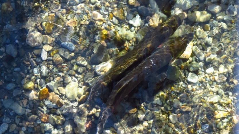First Tuesday Presentation: Upstream – Searching for Wild Salmon, From River to Table