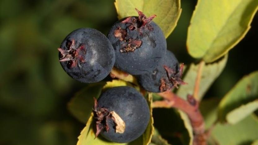 Did You Know:  All About the Serviceberry