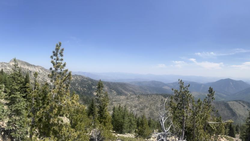 First Tuesday: Whitebark Pine Ecology with Mack Laverick