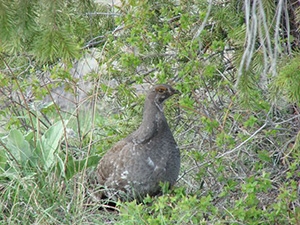 Grouse MK