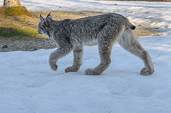 Lynx by John Shane small