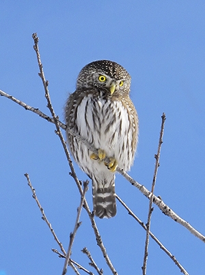 Northern pygmy owl Cred Bauer For BV owling