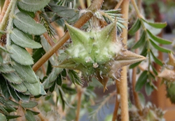 Puncture Vine Seedhead